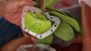 Video: Độc lạ tạo hình chữ tài lộc trên quả ổi ở Hải Dương