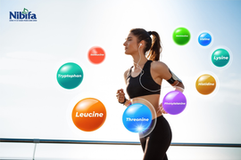 NibiAmin Gold – Bảo vệ sức khoẻ toàn diện từ các axit amin thiết yếu