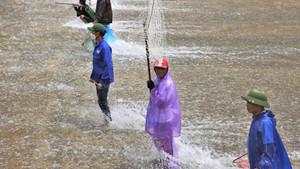 Video: Nhiều người liều mình lao xuống đập tràn xả lũ bắt cá ở Hà Tĩnh