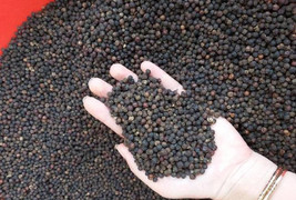 Giá tiêu hôm nay 30/9: Đi ngang, cao nhất ở mức 66.000 đồng/kg