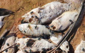 Hà Tĩnh: Siết chặt công tác kiểm tra, giám sát việc thả cá phóng sinh