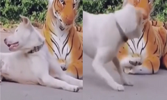 Chú chó giật bắn mình khi thấy hổ giả