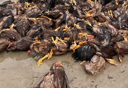 Lũ về bất ngờ, chủ trang trại khóc ròng nhìn 6.500 con gà chết chất đống