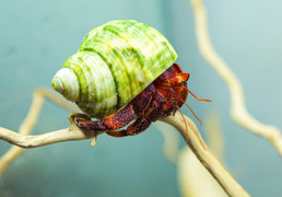 Bộ sưu tập ốc mượn hồn sặc sỡ sắc màu của cô gái 9X Hà Nội