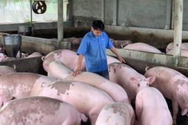 Giá heo hơi hôm nay 2/10: Biến động trái chiều