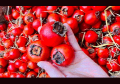 Hồng cổ đỏ chót như cà chua bi, dân Hà thành ồ ạt chốt đơn