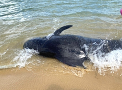 Cá Ông nặng hơn 3 tạ bị mắc cạn tại bờ biển Quảng Ngãi