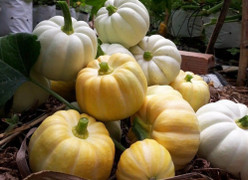 Bí ngô Halloween: 7,5 triệu đồng một quả khổng lồ 