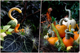 Đua nhau săn lùng bí ngô tí hon đột biến chơi Halloween
