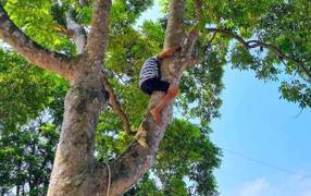 Trèo lên ngọn cây thu hoạch 'vàng đen', nông dân bỏ túi hàng trăm triệu đồng