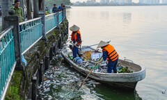 Ảnh: Cá chết hàng loạt nổi trắng Hồ Tây, bốc mùi hôi thối