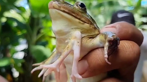 Video: Con ếch màu vàng có 6 chân được người dân nuôi dưỡng ở Thái Lan