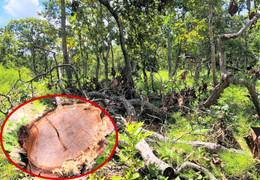 Ảnh: Rừng tự nhiên ở Gia Lai bị lâm tặc phá tan hoang