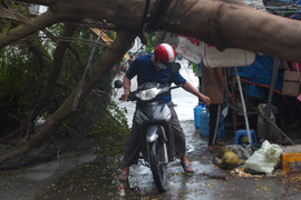 Cây xanh bật gốc trong mưa lớn ở TP.HCM