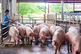 Giá heo hơi hôm nay 9/10: Tiếp tục biến động trái chiều 1.000 – 3.000 đồng/kg