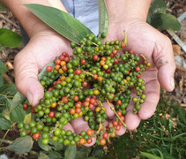 Giá tiêu hôm nay 9/10: Tiếp đà giảm, sát mốc 60.000 đồng/kg