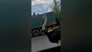 Đà điểu chạy đua với ô tô trên đường cao tốc