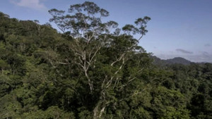 Cây cổ thụ cao nhất trong rừng Amazon