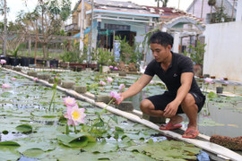 'Cất' bằng đại học, chàng kỹ sư địa chất Quảng Nam bỏ phố về quê trồng hoa súng