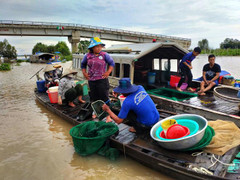 Vào mùa cá linh đầu nguồn biên giới