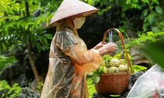 ‘Nhờ chuyển đổi số bà con ở Cà Mau có thể thưởng thức được na Chi Lăng-Lạng Sơn’