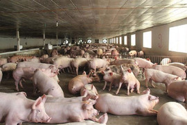 Giá heo hơi hôm nay 11/10: Ổn định trên cả nước, cao nhất 62.000 đồng/kg