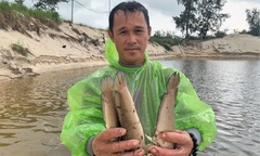 Nông dân ở Quảng Bình trắng tay sau trận dông sét làm chết hơn 3 tấn cá lóc