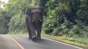 Voi hoang dã chặn đầu ô tô trên cao tốc ở Thái Lan