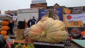 Quả bí ngô nặng hơn một tấn ở Mỹ