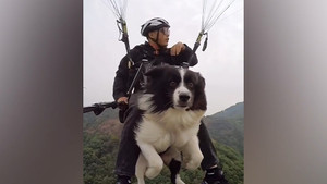 Chú chó 3 tuổi bay dù lượn cùng chủ nhân