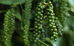 Giá tiêu hôm nay 13/10: Thị trường ổn định sau phiên giảm sâu