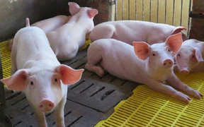 Giá heo hơi hôm nay 13/10: Thị trường ít biến động