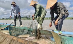 Ảnh: Đổ xô nuôi cá trên hồ thủy điện, người dân thu lãi nửa tỉ đồng mỗi năm