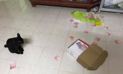 Chú mèo 'phản phúc' vạch trần bí mật chủ nhân mình giấu vợ bấy lâu nay