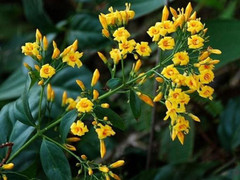 7 người đàn ông nguy kịch nghi do uống nước lá cây độc