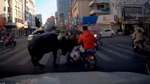 Trâu 'điên' lao ra đường húc người phụ nữ ở Thái Lan