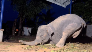 Chú voi 9 tuổi ở Thái Lan gây sốt với màn 'tập gym' vui nhộn