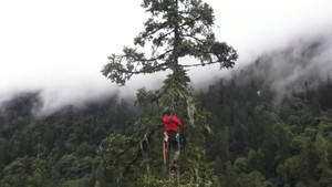 Cây linh sam 380 tuổi cao bằng tòa nhà 28 tầng ở Trung Quốc