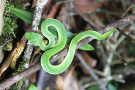 Người phụ nữ bị rắn lục cắn khi ra vườn