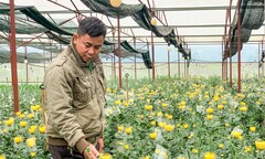 Ảnh: Liều trồng hoa cúc trên đất đỏ bazan, thu lãi cả tỷ đồng mỗi năm
