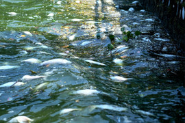 UBND TP Hà Nội yêu cầu khẩn trương tìm nguyên nhân cá chết hàng loạt ở Hồ Tây