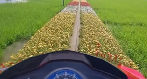 Áp lực của tài xế khi đi trên đường trải hoa