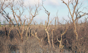Rừng ngập mặn ở Hải Phòng chết khô: Sở yêu cầu quận tiếp tục chỉ đạo điều tra