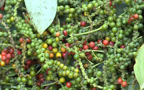 Giá tiêu hôm nay 20/10: Đi ngang trong mức 58.500 - 61.000 đồng/kg