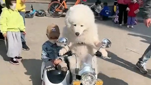 Chú chó lái xe chở cậu chủ đi dạo ở Trung Quốc