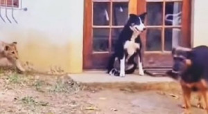 Thấy sư tử, chú chó 'xấu xa' lặng lẽ bỏ bạn trốn một mình