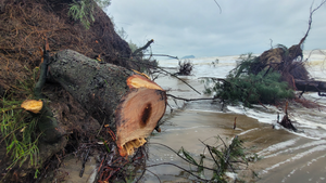 Ảnh: Sóng lớn quật nát rừng phòng hộ ven biển Hà Tĩnh