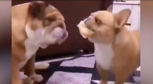 Chú chó dùng đồ ăn để cà khịa đồng bọn