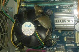 Dở khóc dở cười với ‘máy bắt chuột thế hệ mới’ được thanh niên vô tình phát hiện