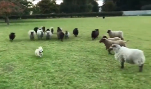 Ngày đầu 'đi làm', chú chó chăn cừu bị cả đàn cừu bắt nạt